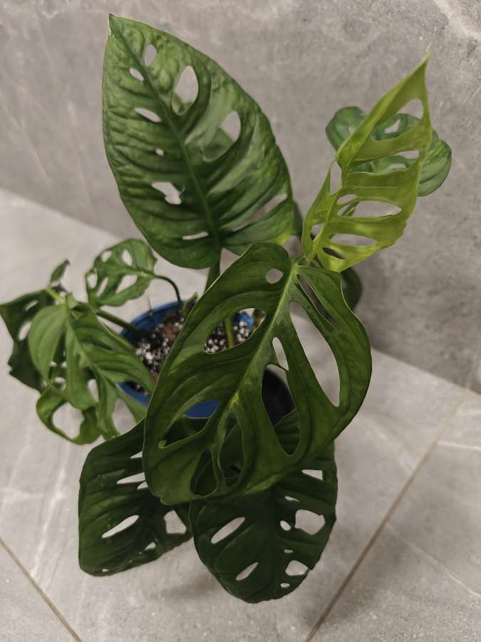 Monstera Monkey mask Adansonii 4