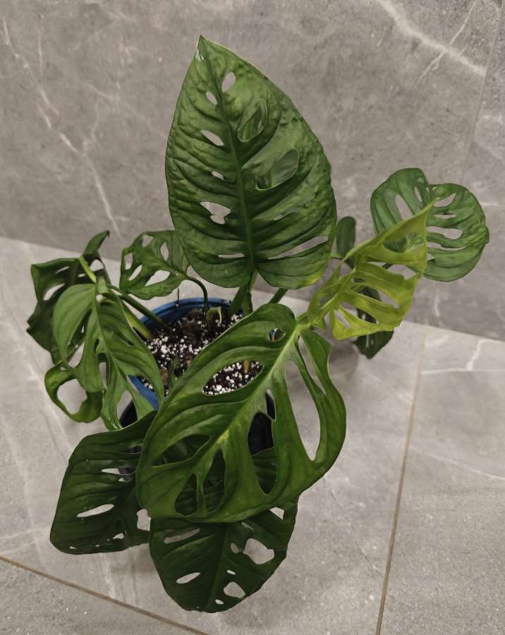 Monstera Monkey mask Adansonii 2