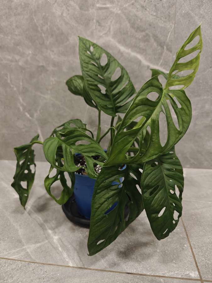 Monstera Monkey mask Adansonii 3