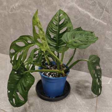 Monstera Monkey mask Adansonii
