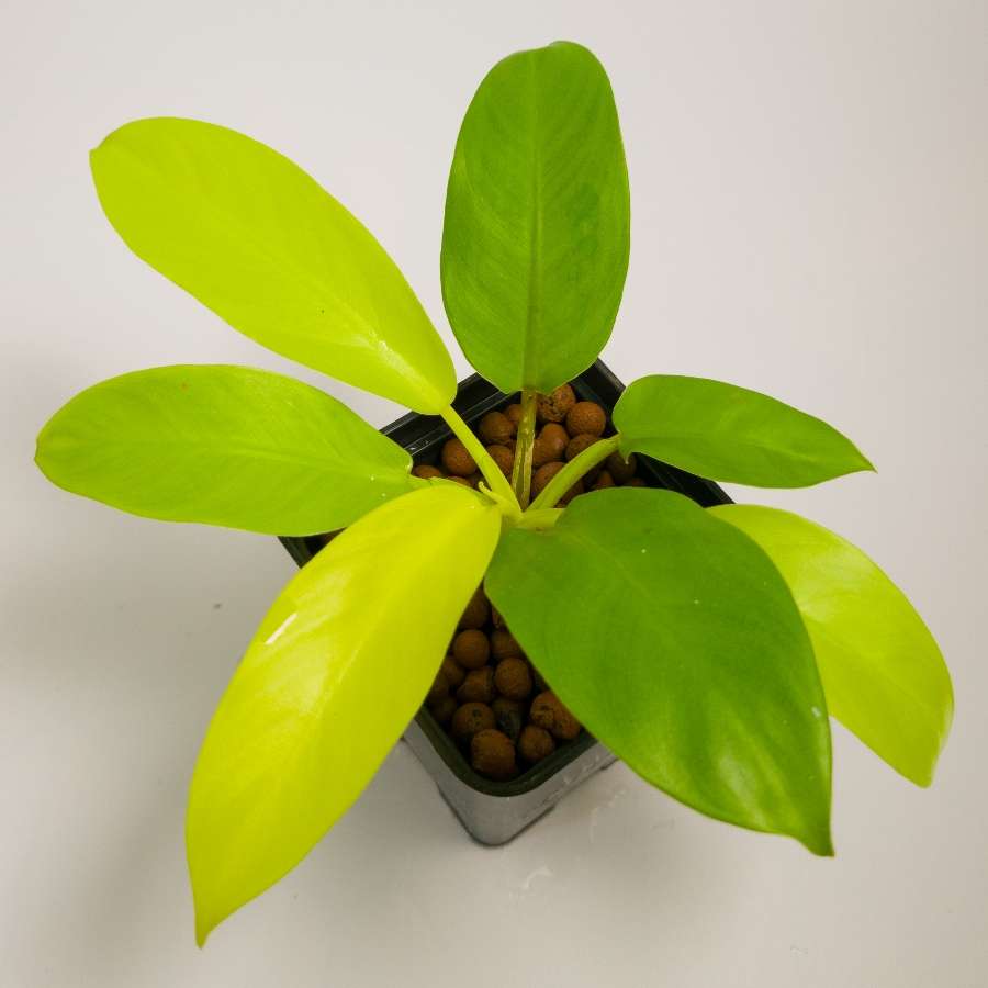 Philodendron Lemon Lime