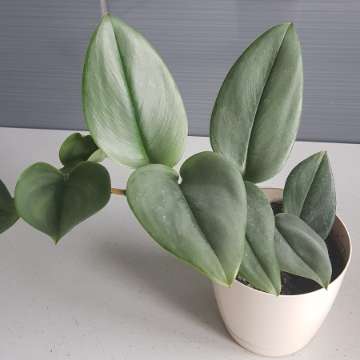 Scindapsus moonlight