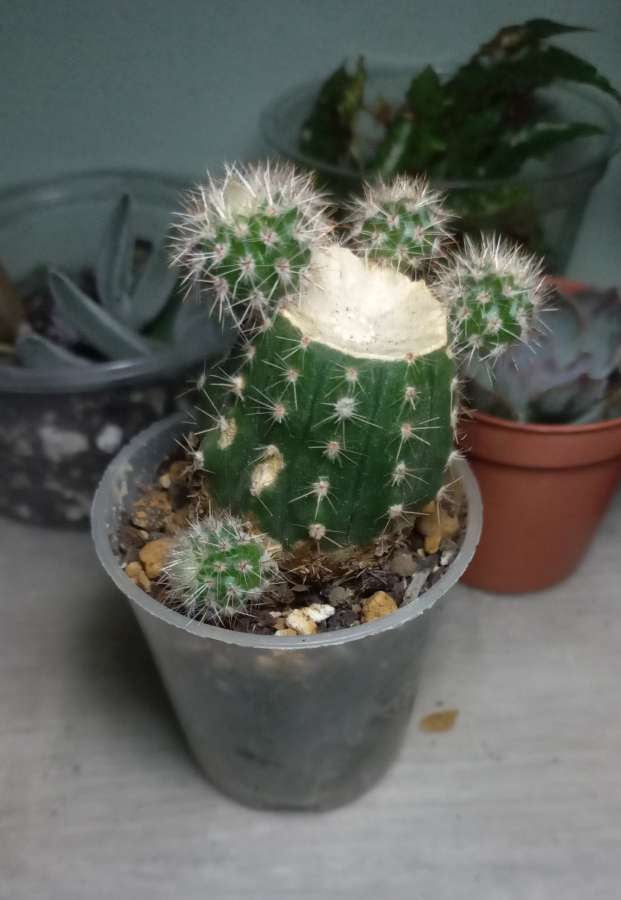 Echinopsis eyriessi 4