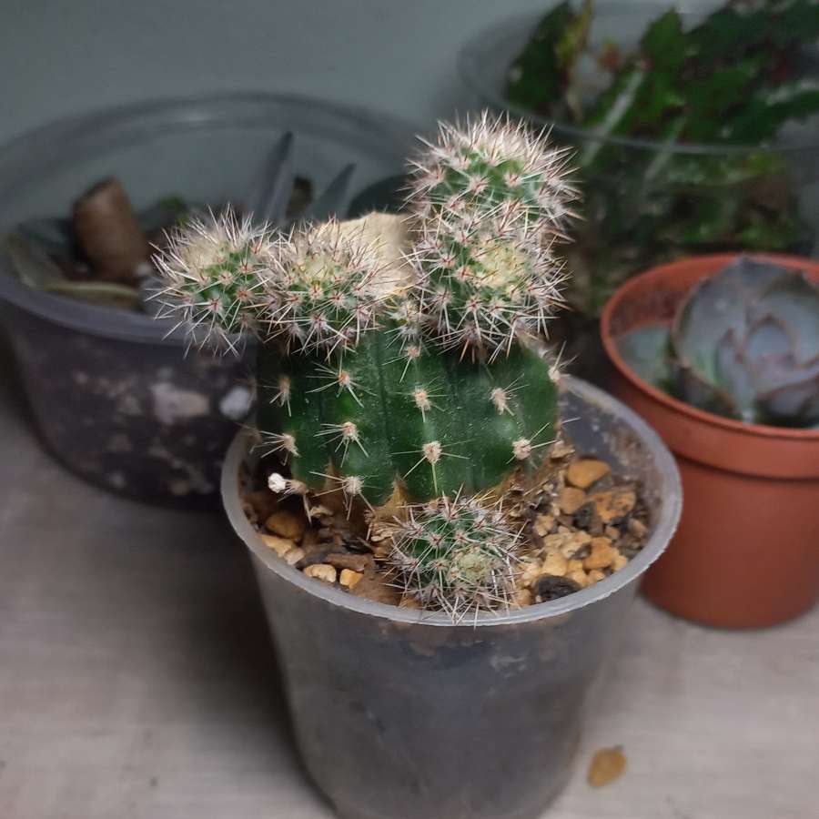 Echinopsis eyriessi