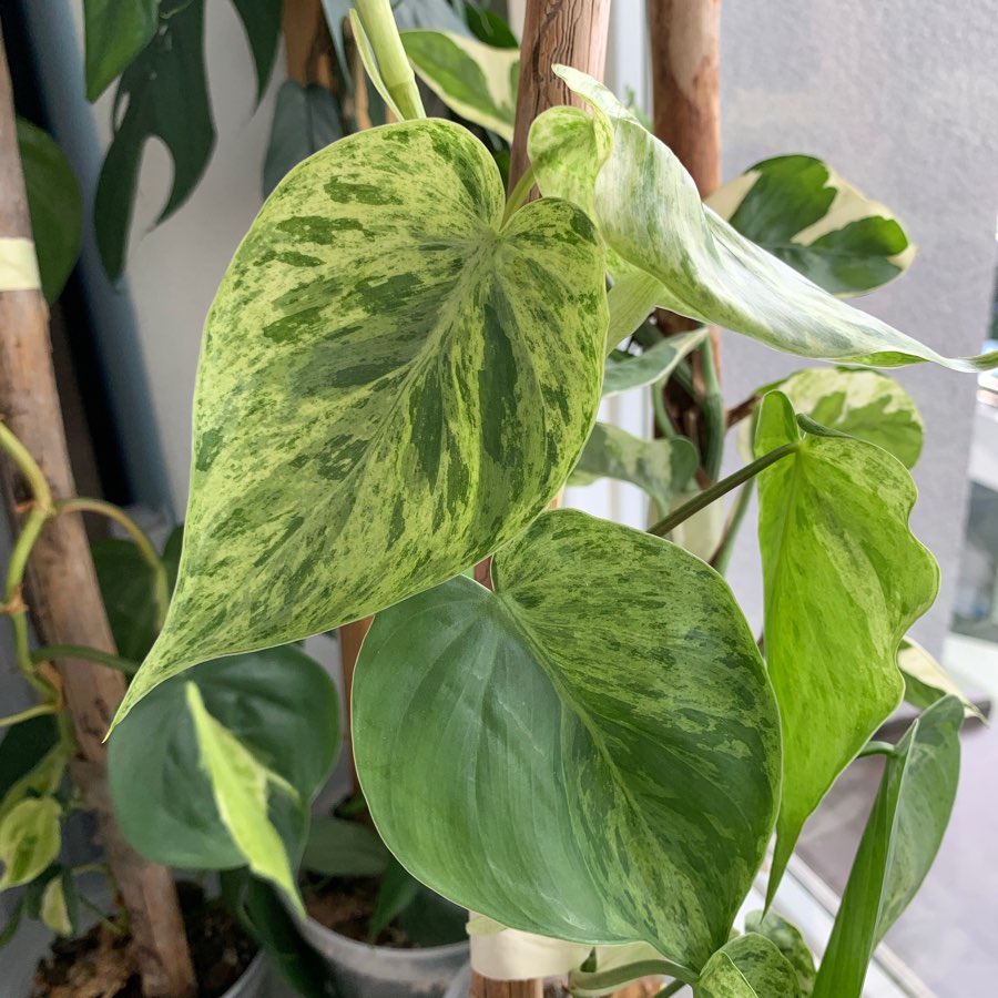 Philodendron hederaceum variegata
