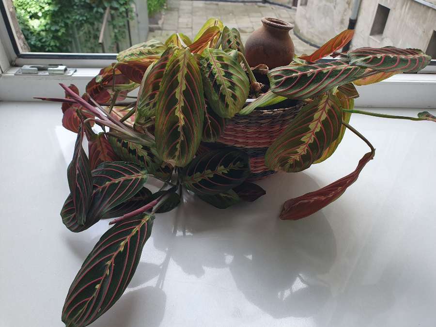 Maranta leuconera 2