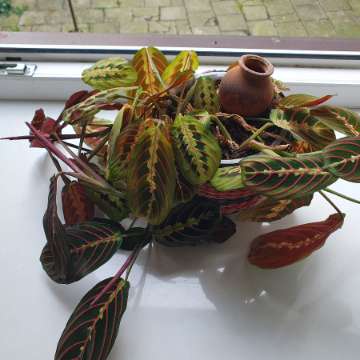 Maranta leuconera