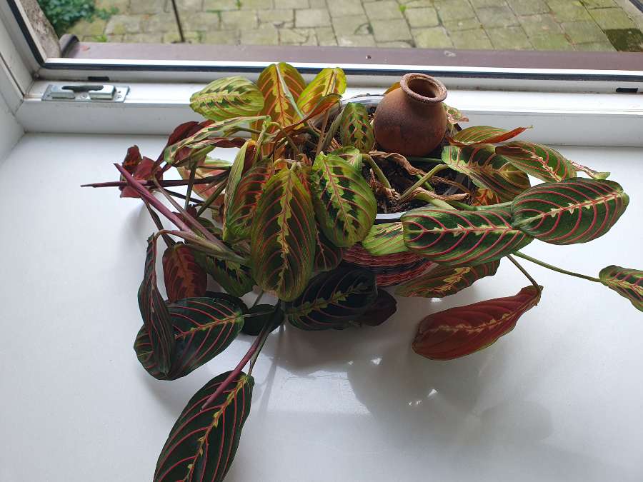 Maranta leuconera 4