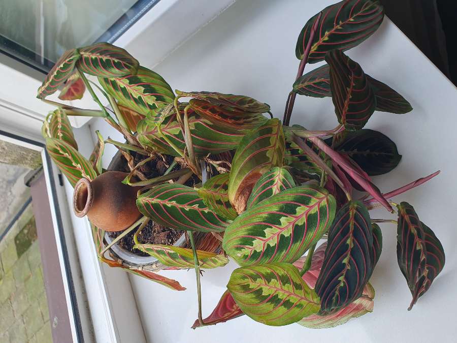 Maranta leuconera 3