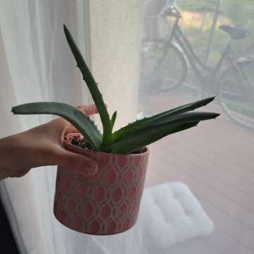 Aloes