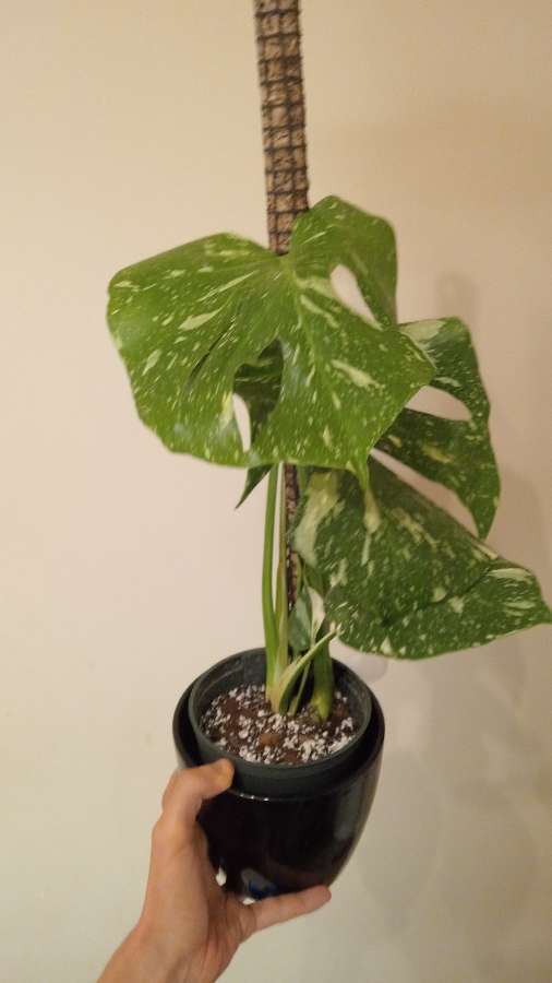 Monstera thai 2