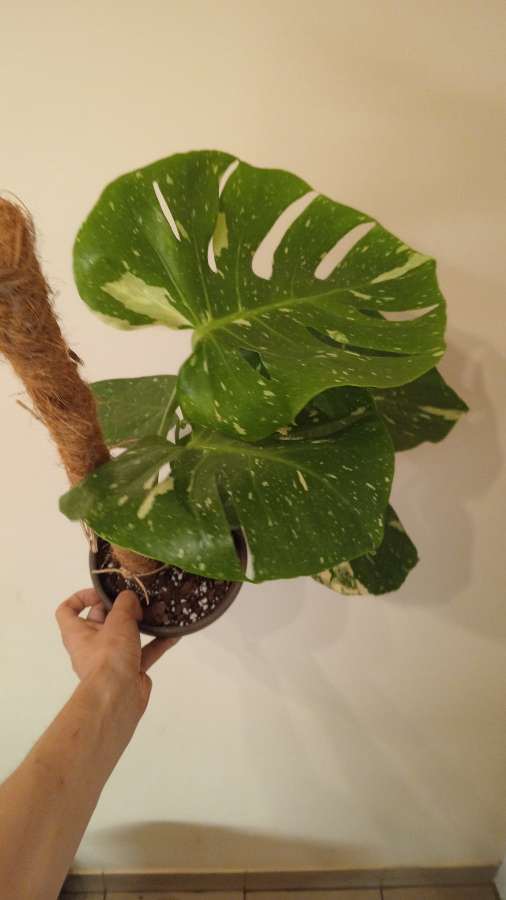 Monstera thai 4