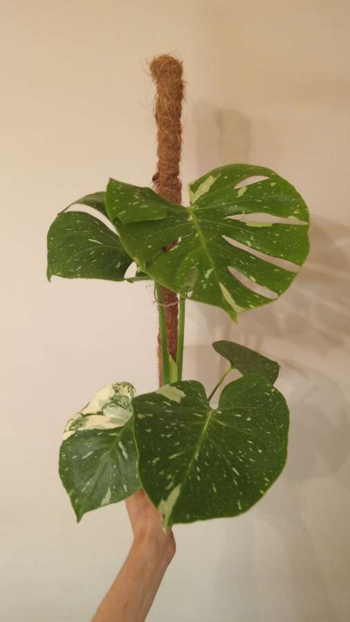 Monstera thai 5