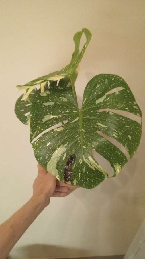 Monstera thai 3