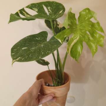 Monstera thai