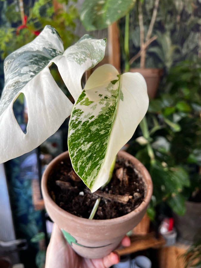 Monstera Variegata 🤍 3