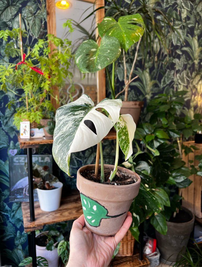 Monstera Variegata 🤍