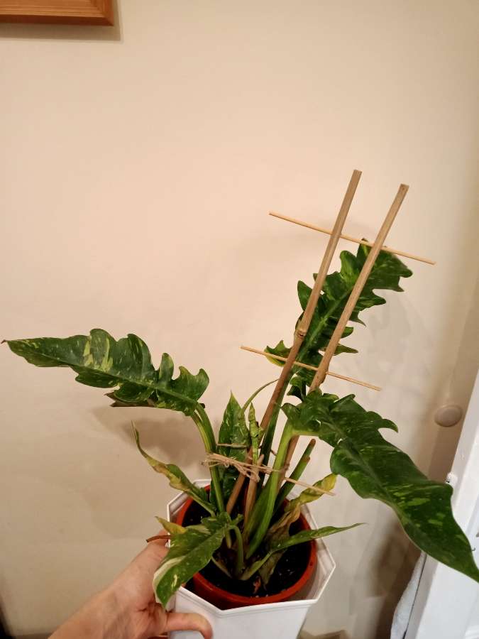 Philodendron ring of fire 2