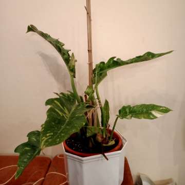Philodendron ring of fire