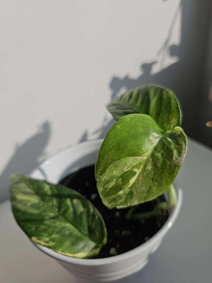 Epipremnum Pinnatum Variegata 3