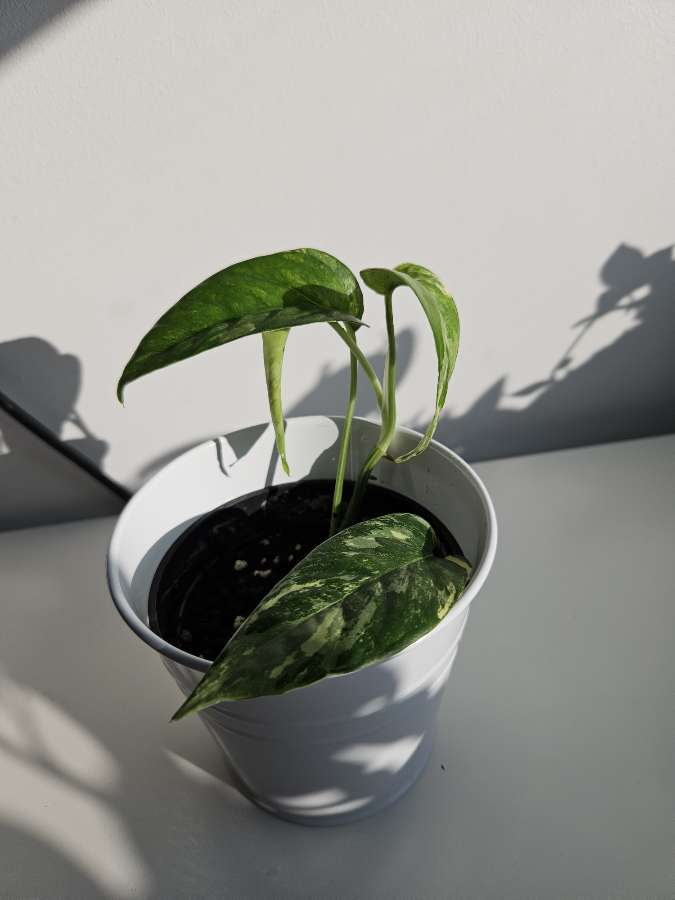 Epipremnum Pinnatum Variegata 2