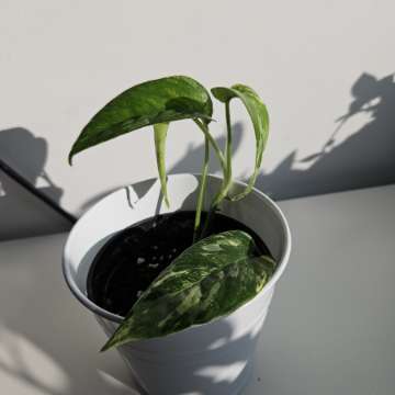 Epipremnum Pinnatum Variegata