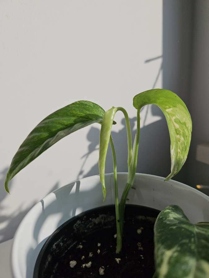 Epipremnum Pinnatum Variegata 4