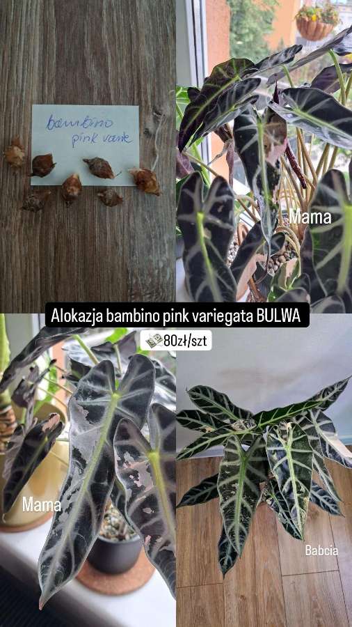 Alokazja bambino pink variegata BULWY 2