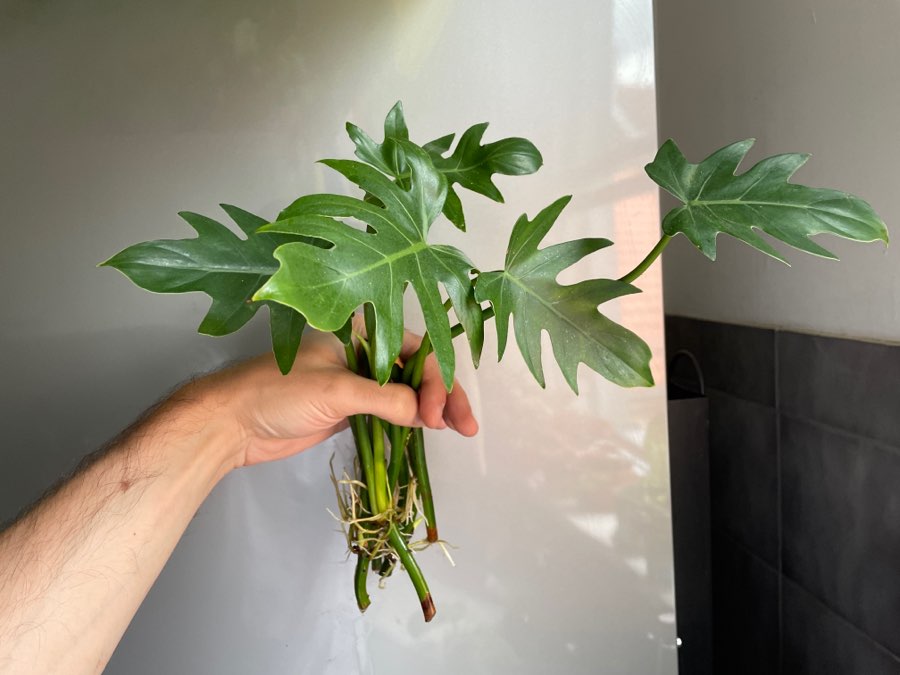 Philodendron radiatum 2