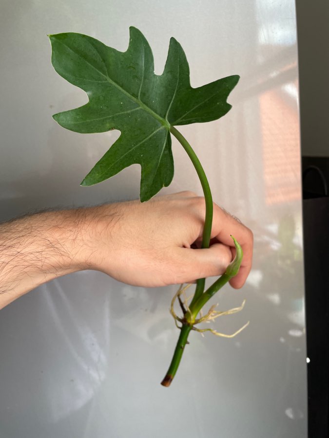 Philodendron radiatum 4