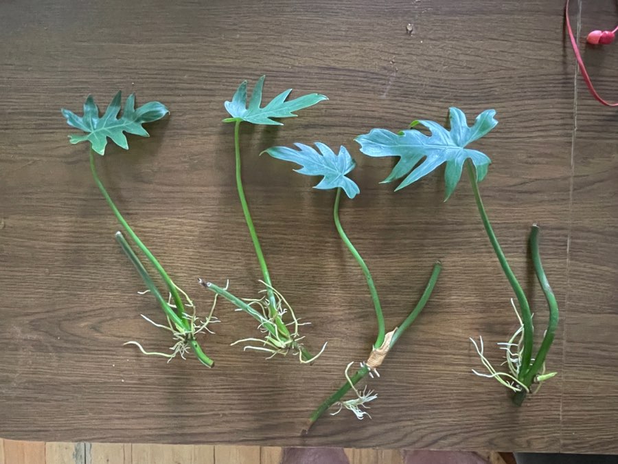 Philodendron radiatum 5