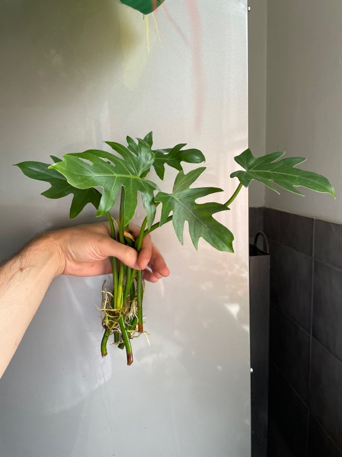 Philodendron radiatum 3