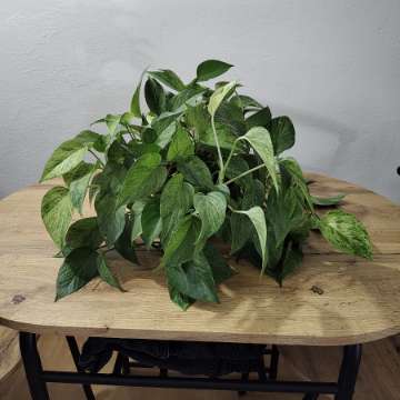 Epipremnum marble queen
