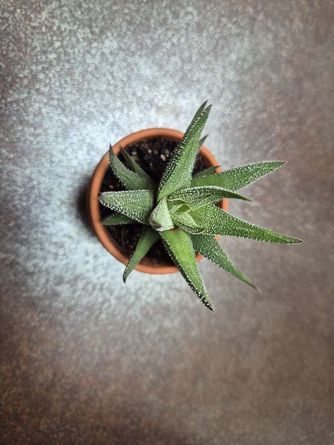 Haworthia fasciata 'Concolor' (sukulent) 3