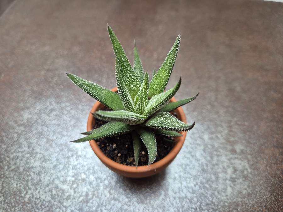 Haworthia fasciata 'Concolor' (sukulent) 2