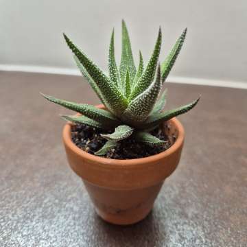 Haworthia fasciata 'Concolor' (sukulent)