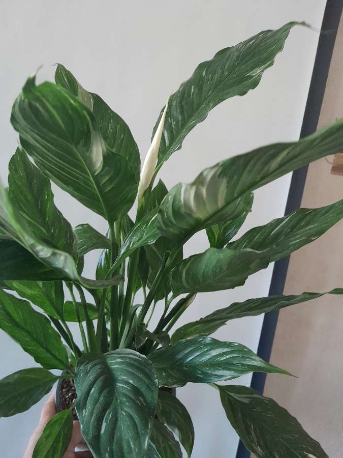 Skrzydłokwiat diamond variegata 4