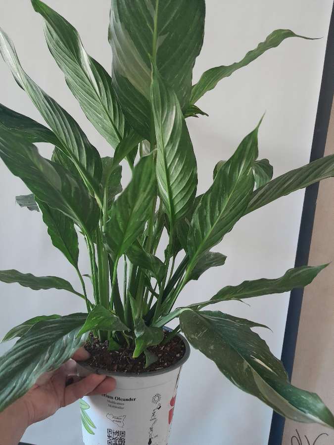 Skrzydłokwiat diamond variegata 5