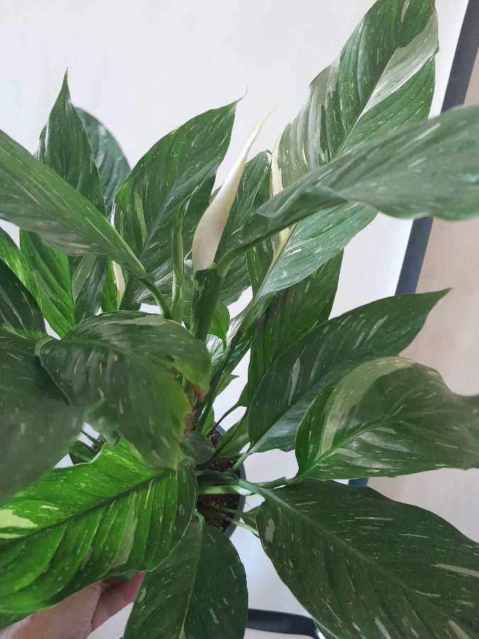 Skrzydłokwiat diamond variegata 2