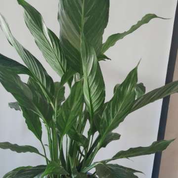 Skrzydłokwiat diamond variegata