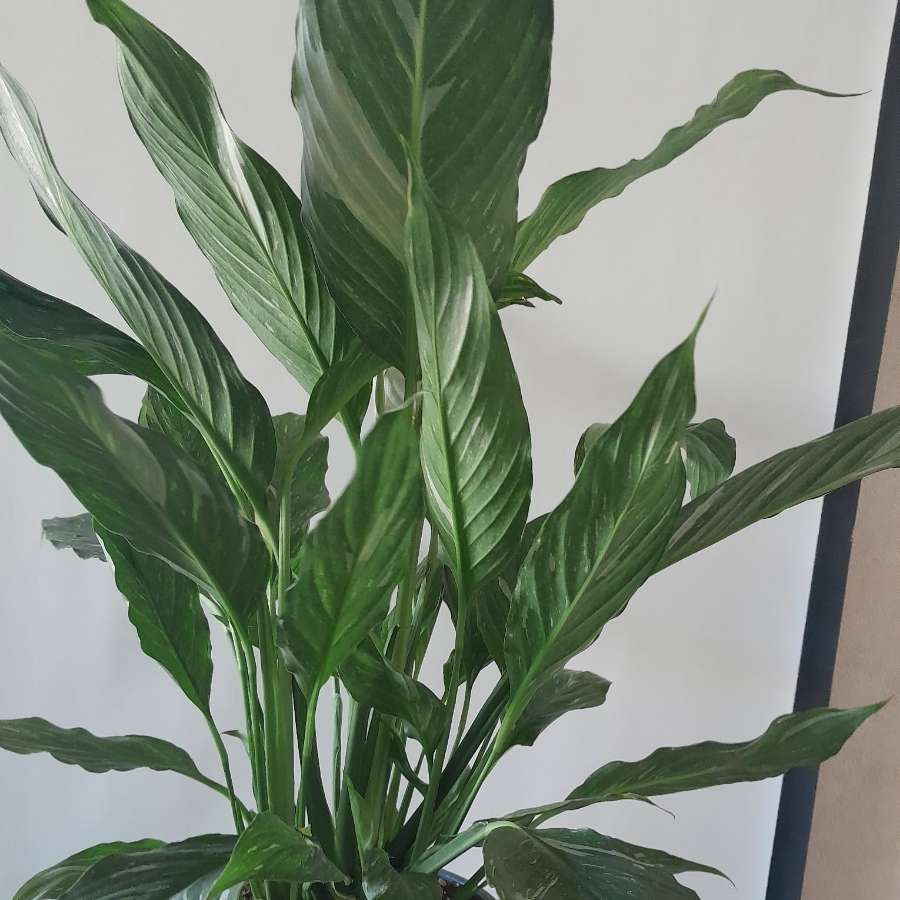Skrzydłokwiat diamond variegata