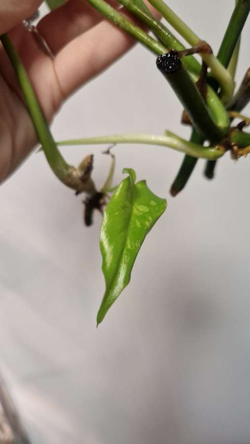 Philodendron paraiso verde variegata 4