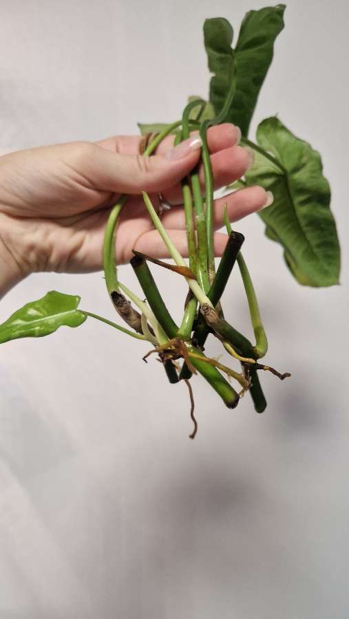 Philodendron paraiso verde variegata 3