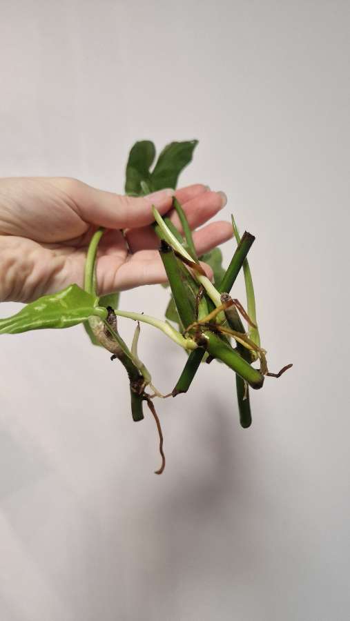 Philodendron paraiso verde variegata 2