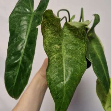 Philodendron paraiso verde variegata