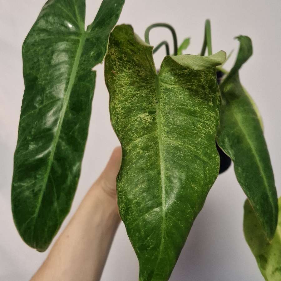 Philodendron paraiso verde variegata