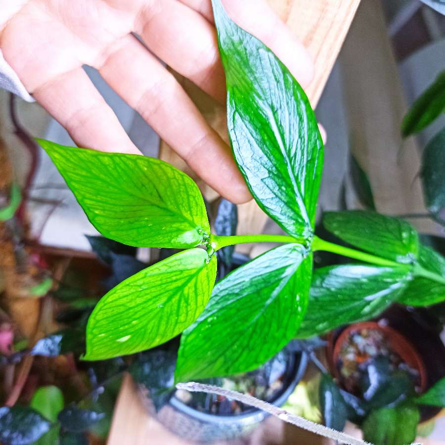 Hoya Polyneura