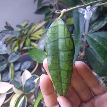 Hoya Finlaysonii