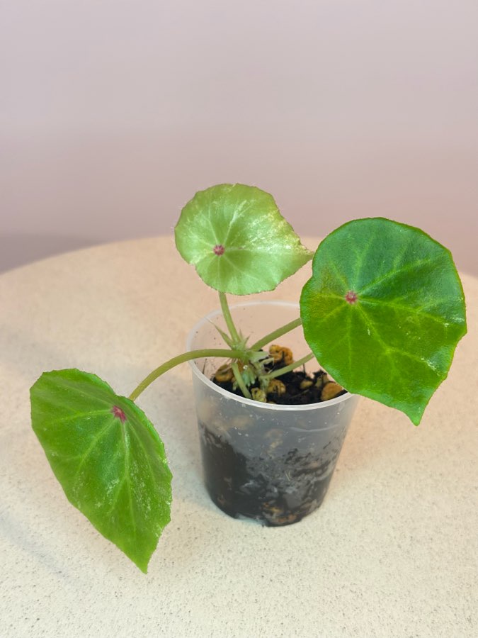 Begonia Rouge Variegata #2 2