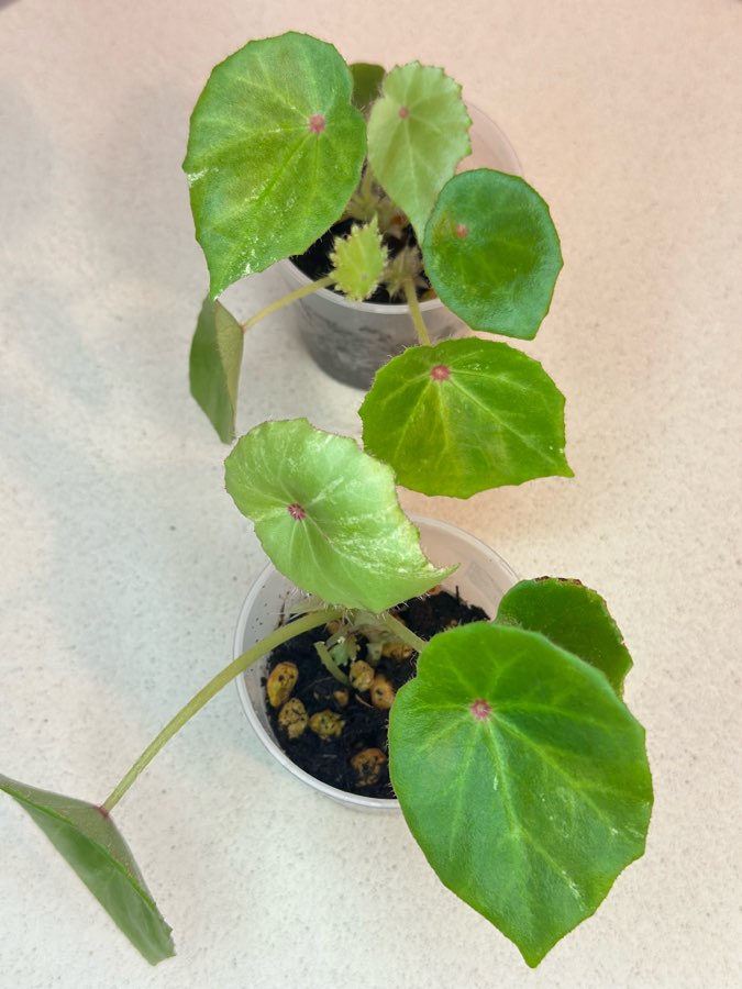 Begonia Rouge Variegata #2 3